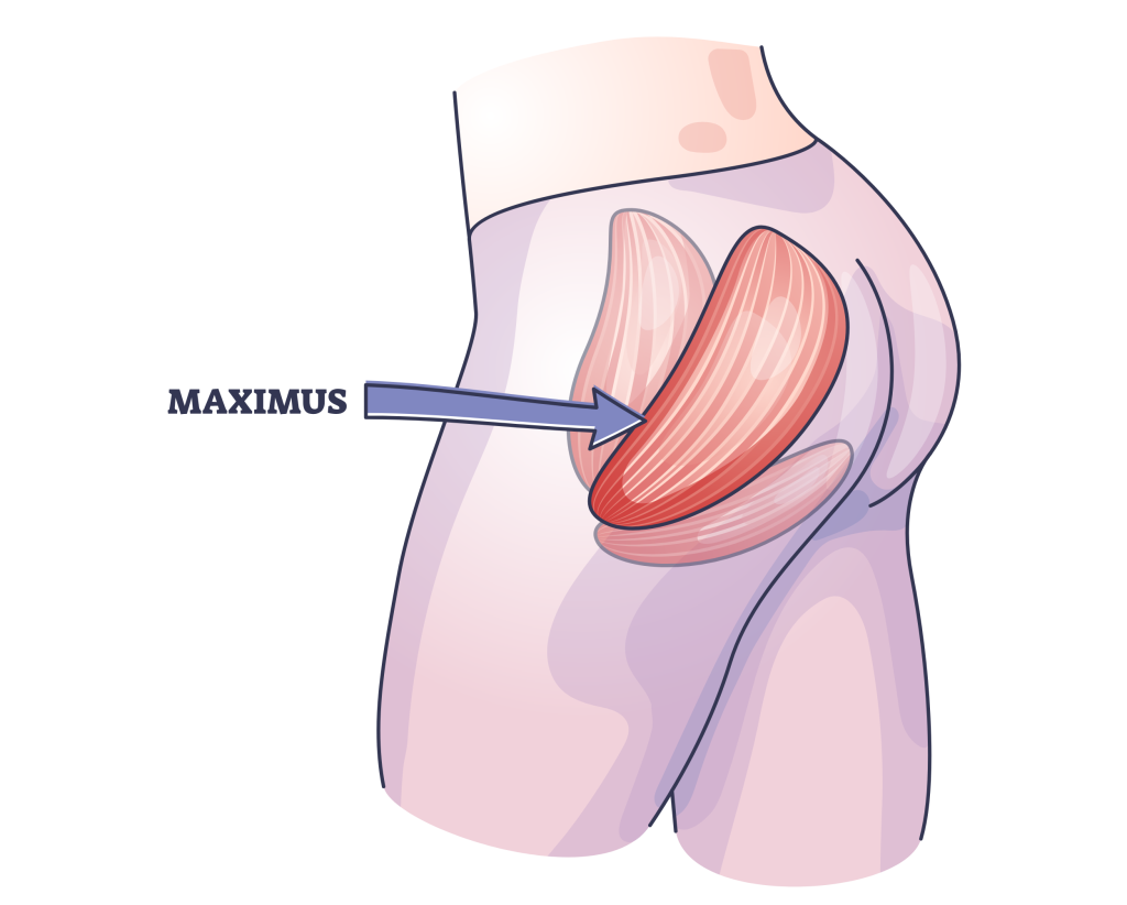 gluteus maximus
