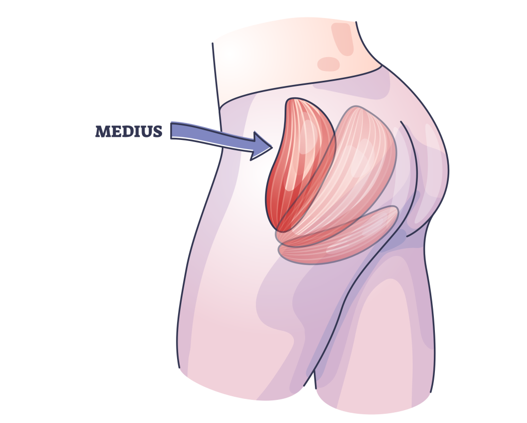 gluteus medius