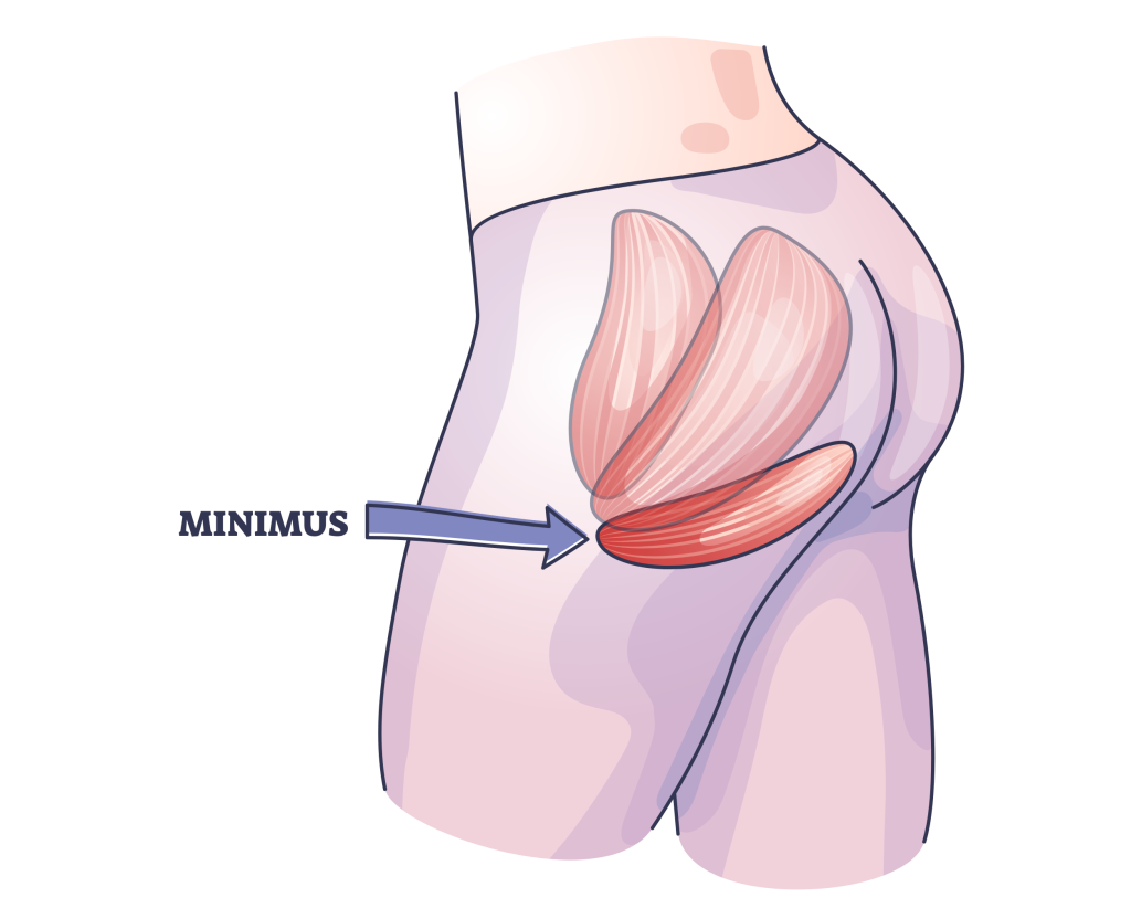 gluteus minimus