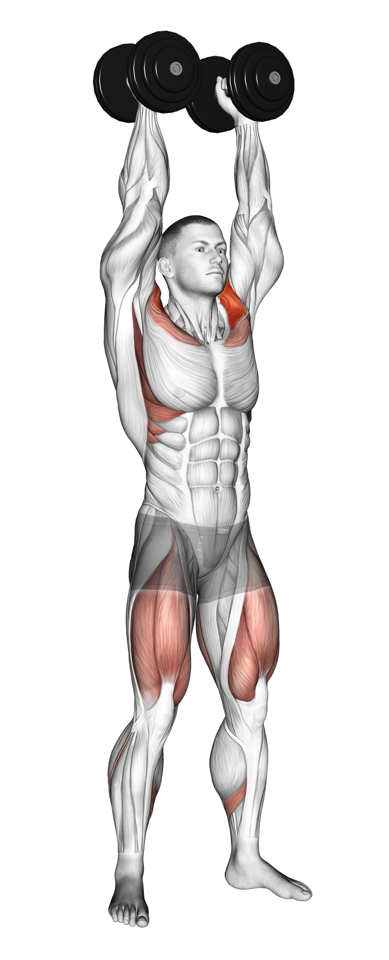 Dumbbell Push Press Benefits, Muscles Worked, and More Inspire US