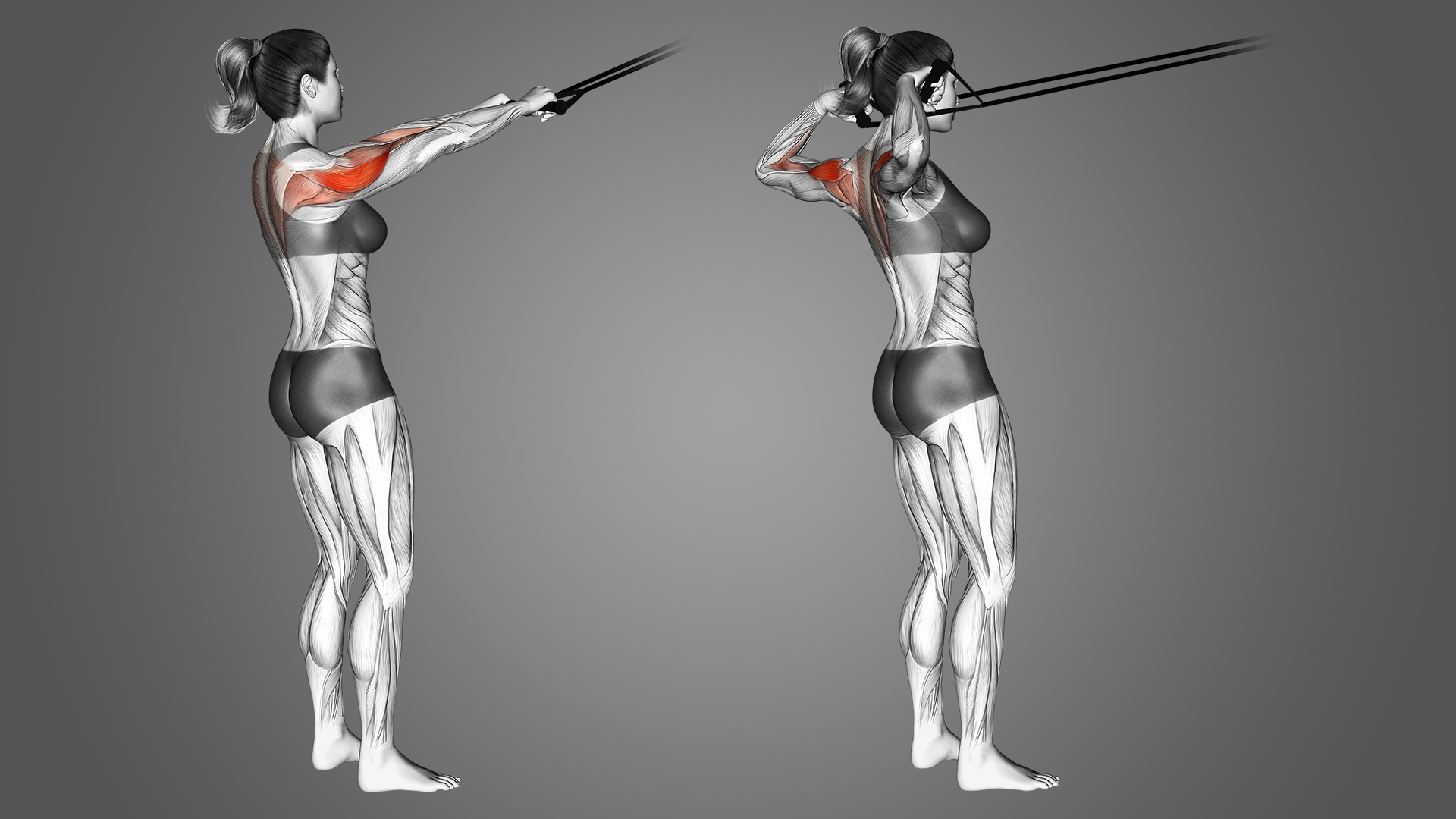 Banded Face Pull Benefits, Muscles Worked, and More Inspire US