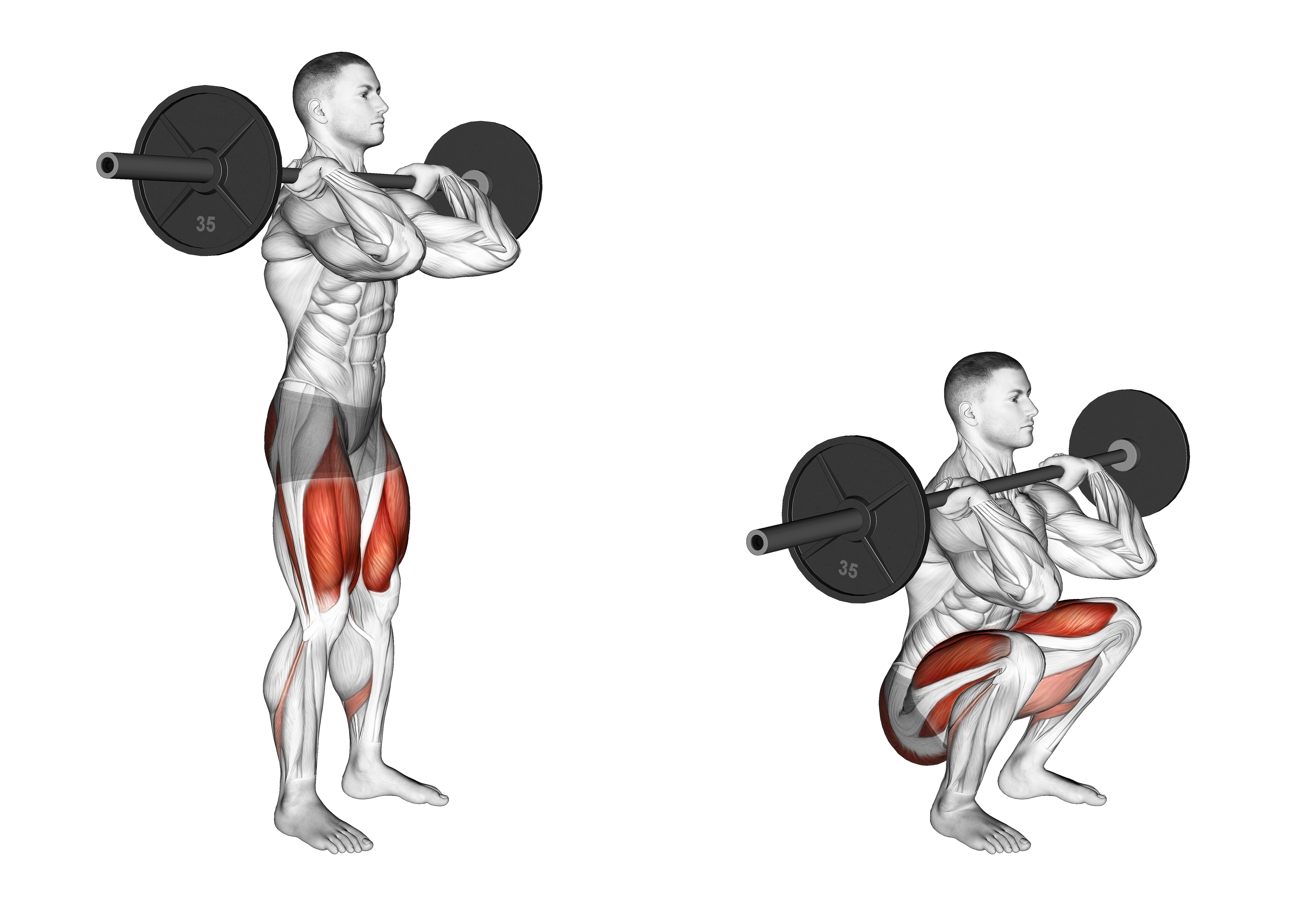 front squat muscles
