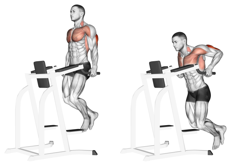 Dips (Chest and Triceps) Benefits, Muscles Worked, and More Inspire US