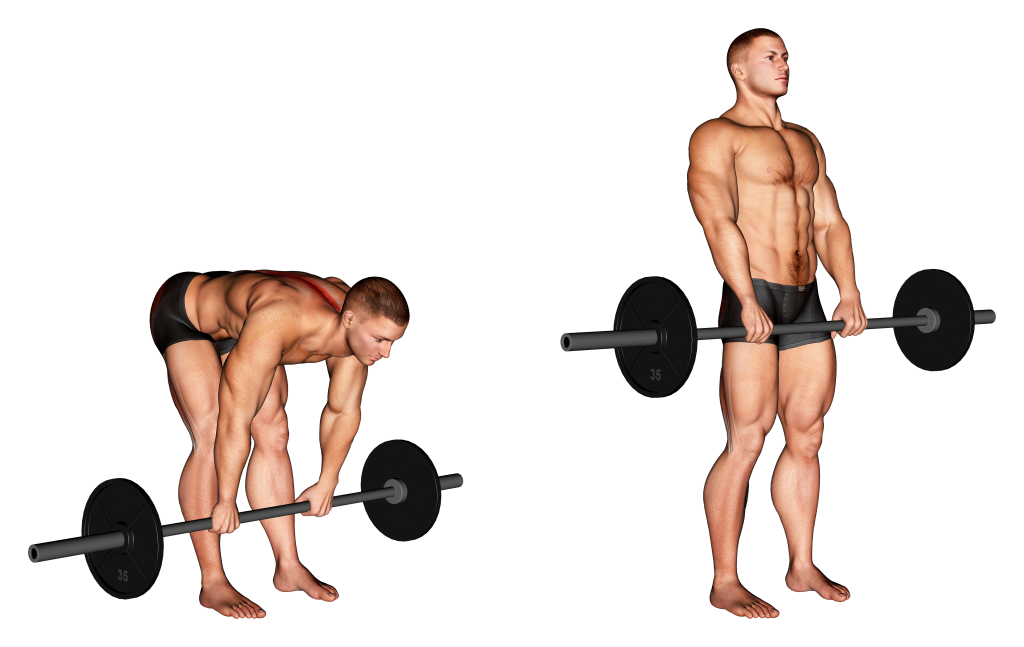 barbell stiff legged deadlift