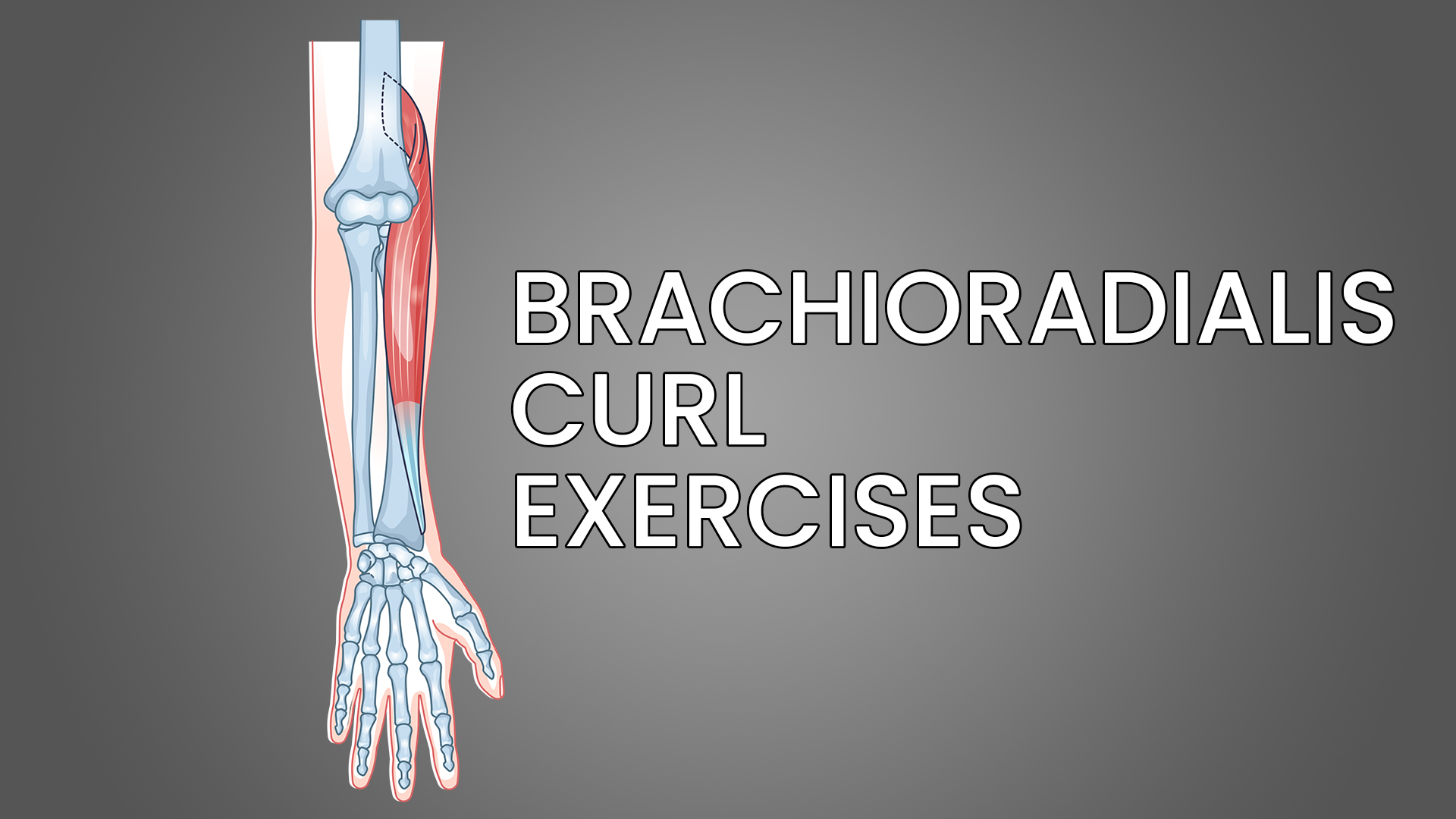 5 Best Brachioradialis Curl Exercises (with Pictures!) Inspire US