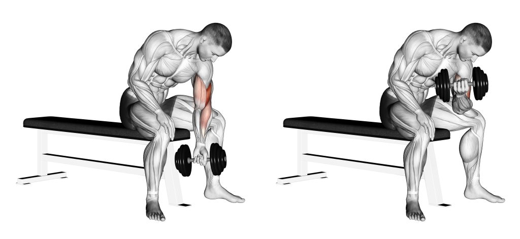 dumbbell concentration curl