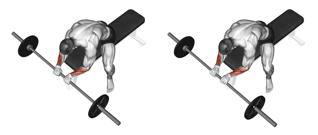 barbell reverse wrist curl muscles