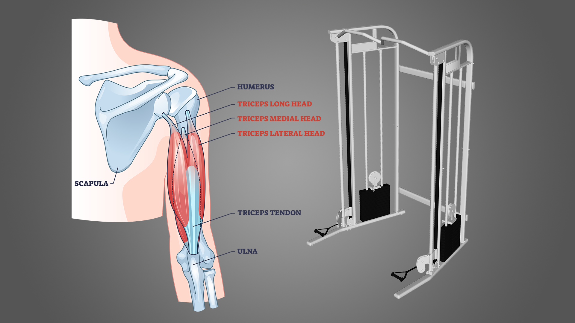 5 Best Tricep Workouts With Cables (with Pictures!) Inspire US