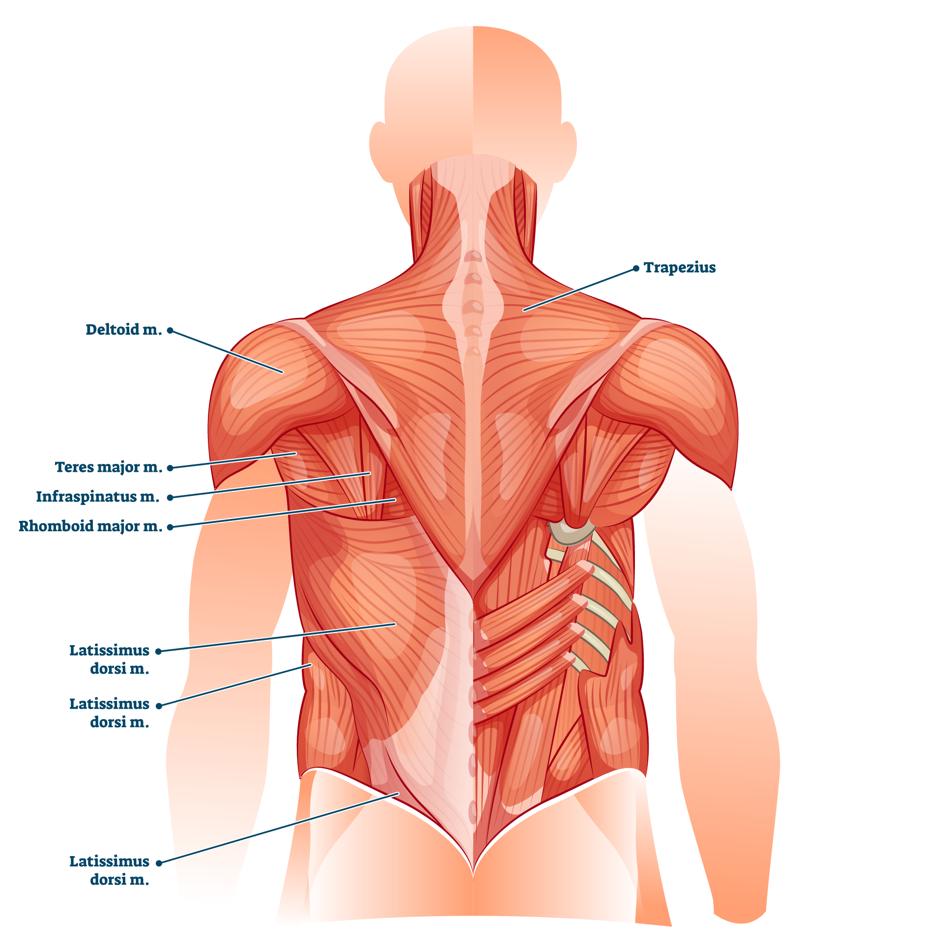 4 Best Pull Up Variations For Back Musculature (with Pictures