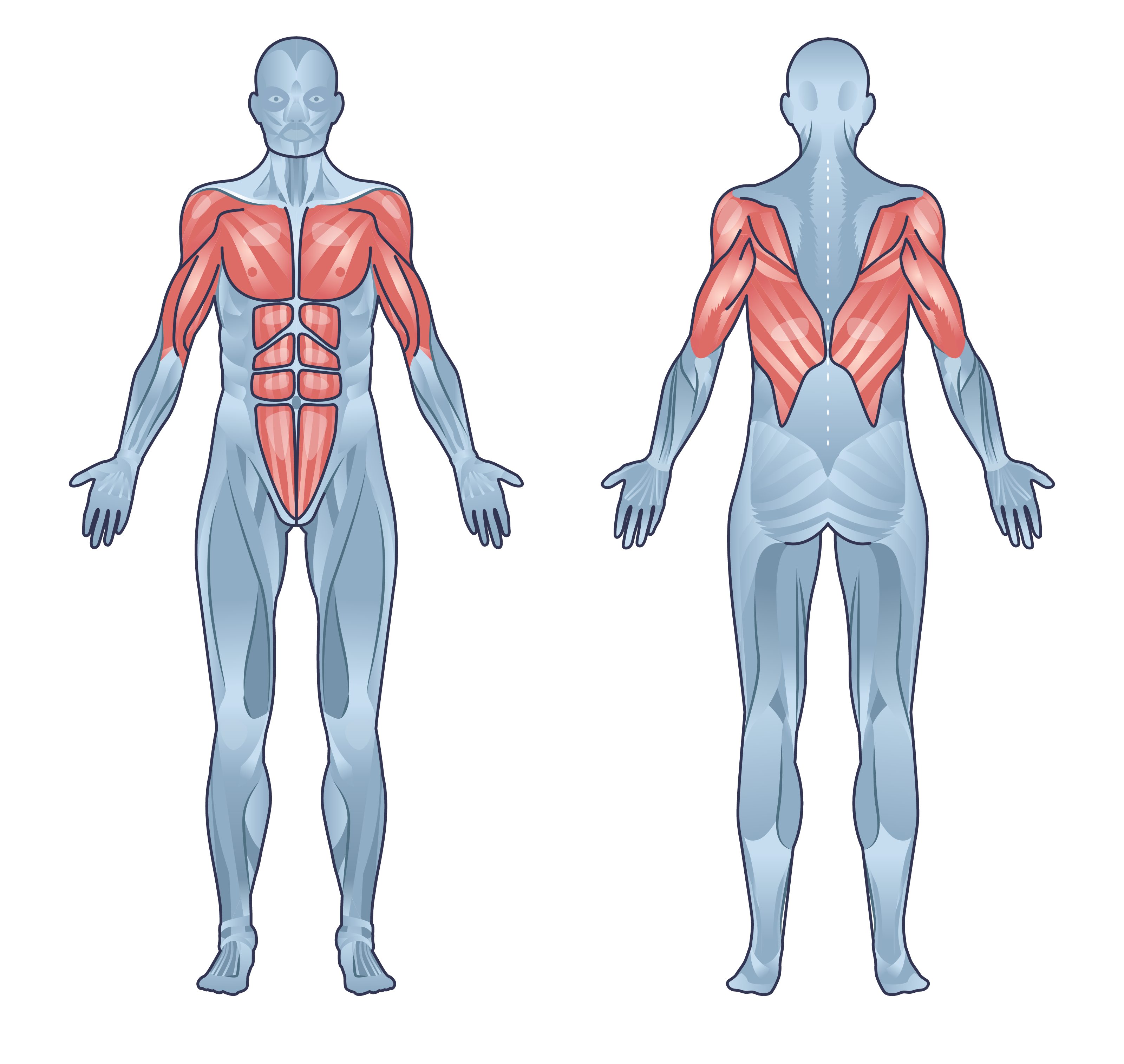 How Many Push Ups a Day to Build Muscle? Inspire US