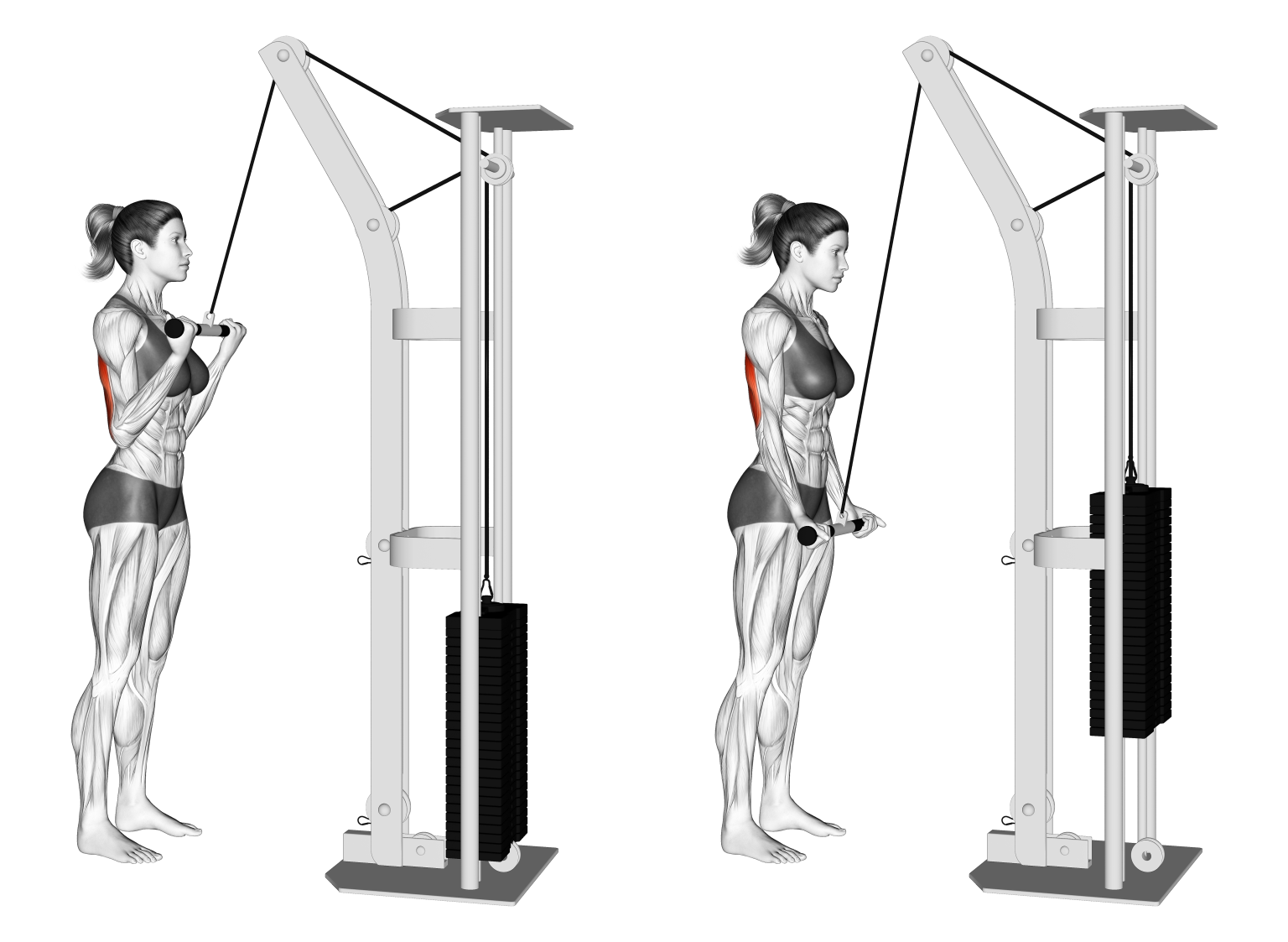 Tricep Pushdown No Machine at Piper Walton blog