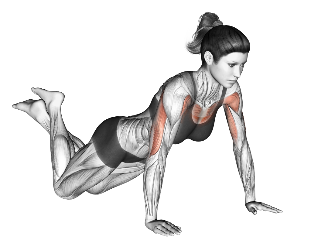 knee push up starting position