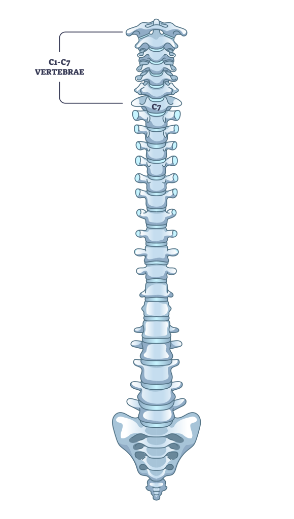cervical spine