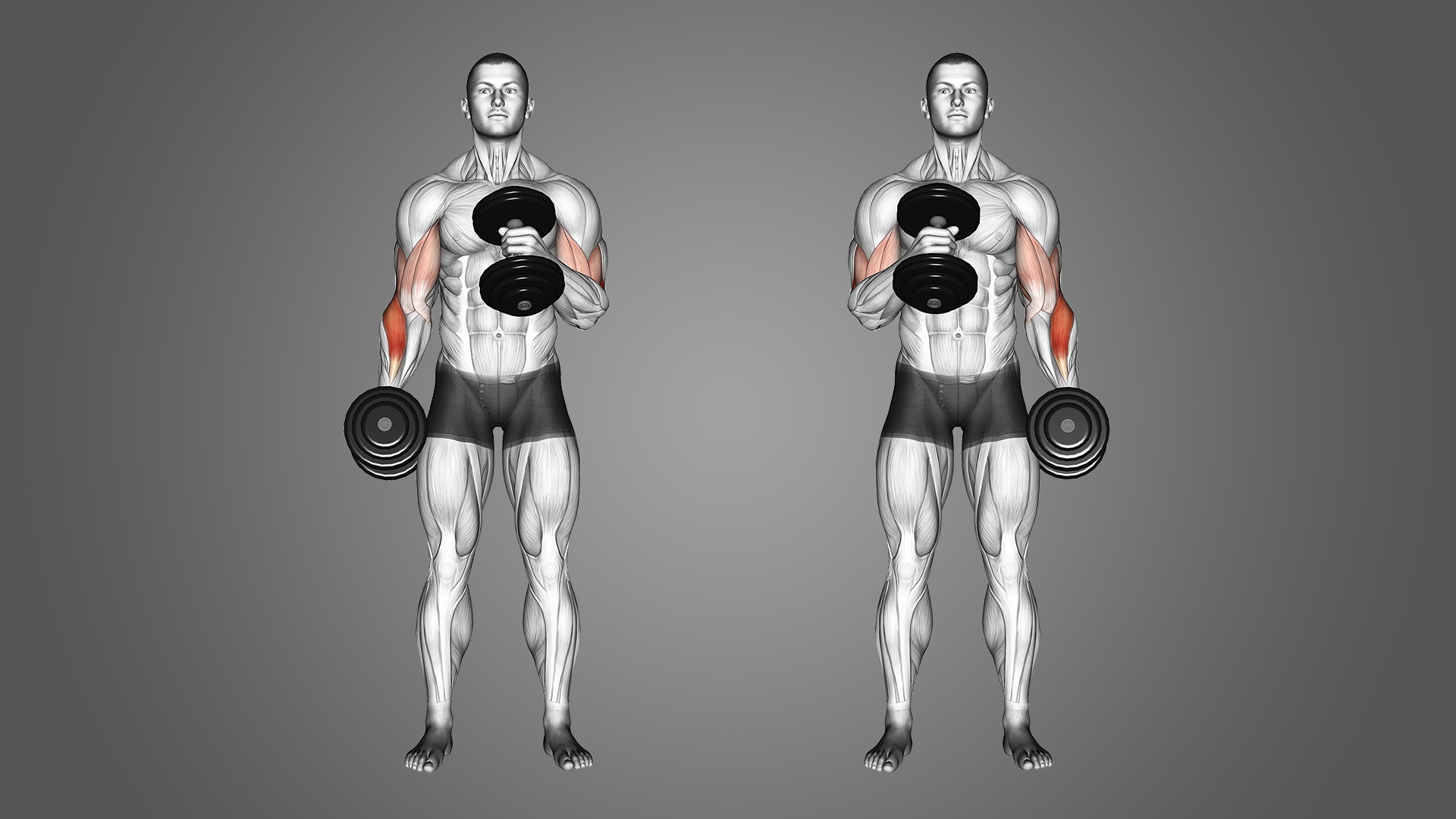 thumbnail image 2 of Curl Bar Weights In Weights 2 of 12