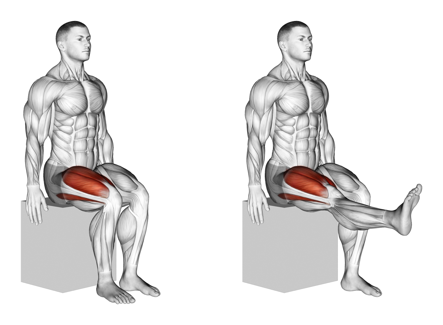 Seated Knee Extension Benefits, Muscles Worked, and More Inspire US