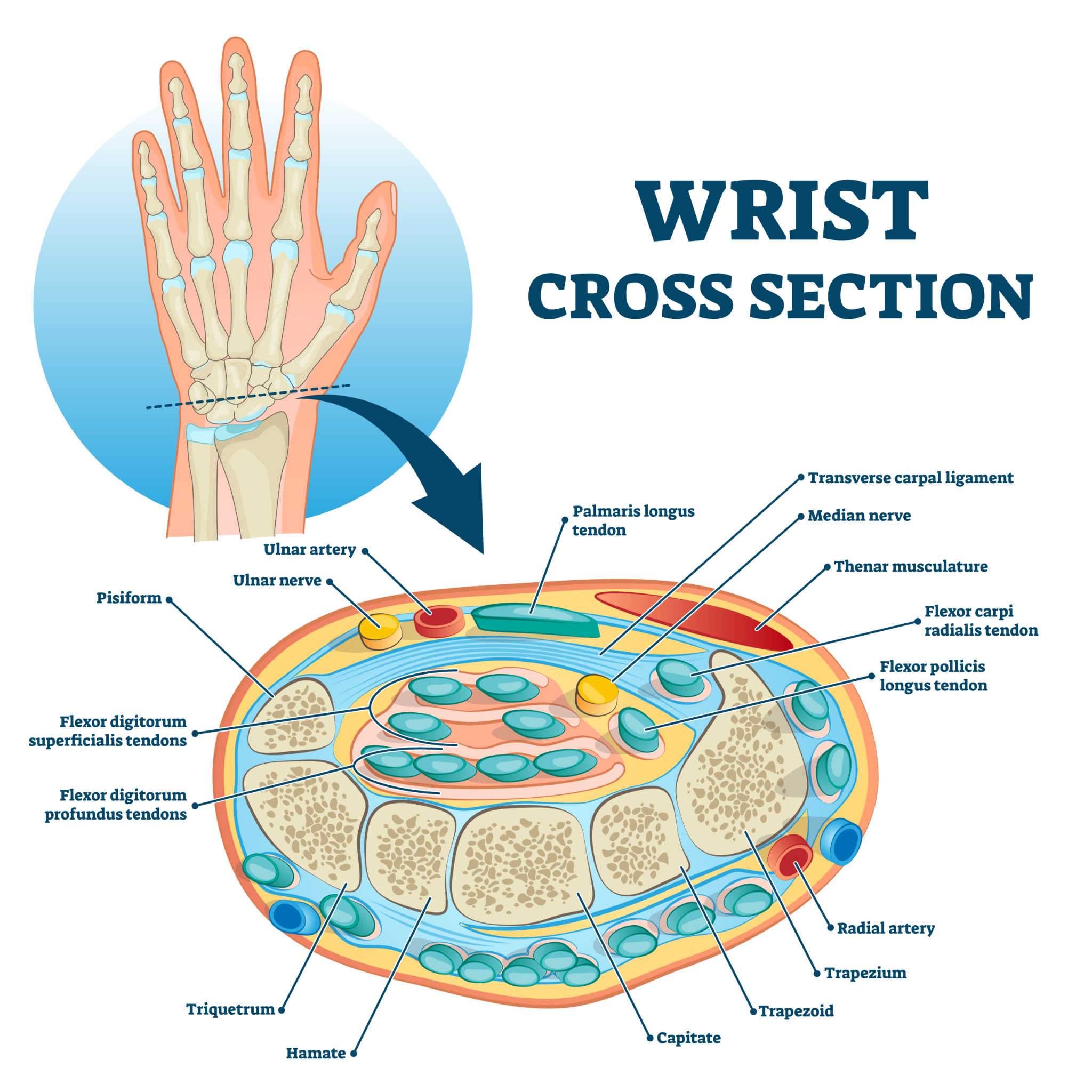 Wrist Pain Bicep Curls Causes, Fixes, Alternatives, and More Inspire US