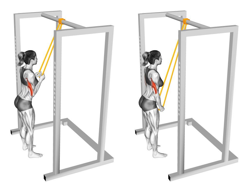 band tricep pushdown muscles