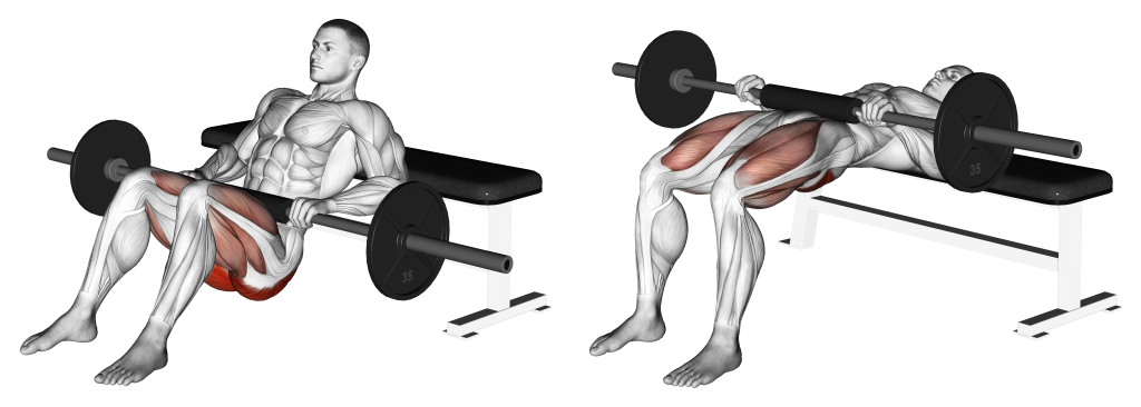 barbell hip thrust muscles