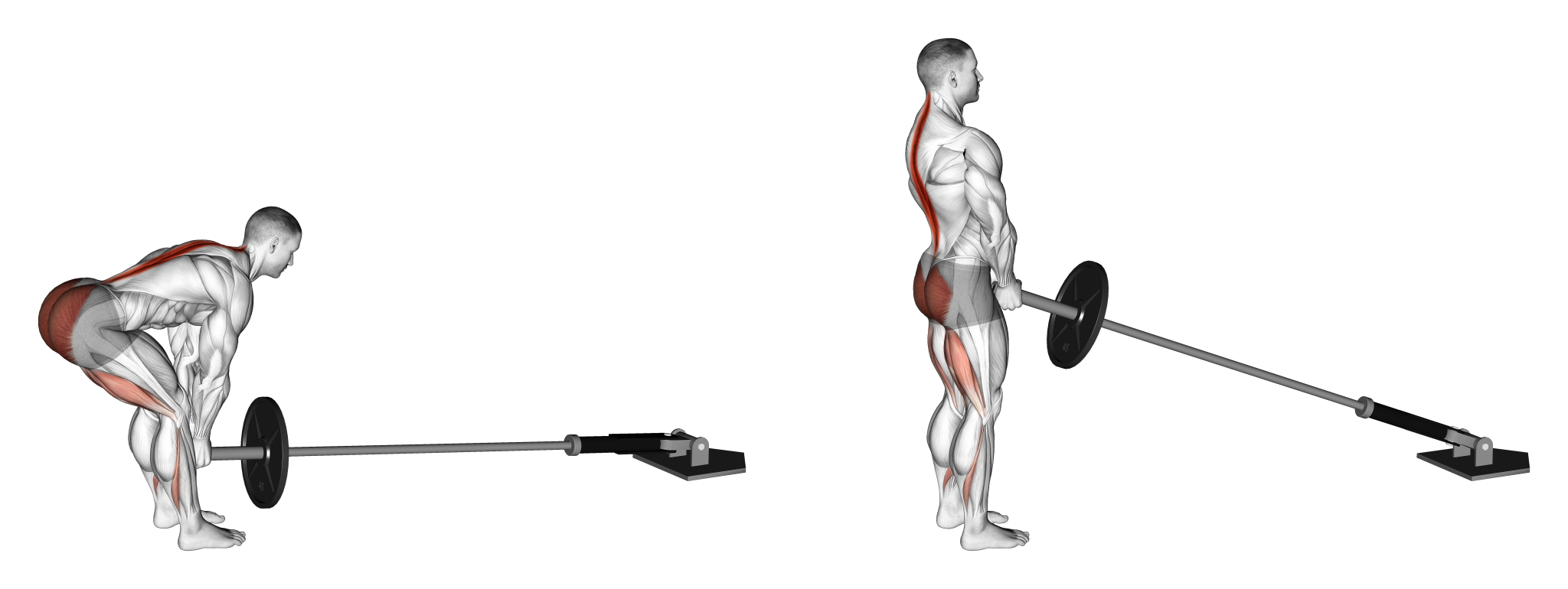 8 Best Types of Deadlift Variations (with Pictures!) Inspire US