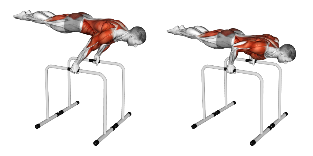 planche dip muscles