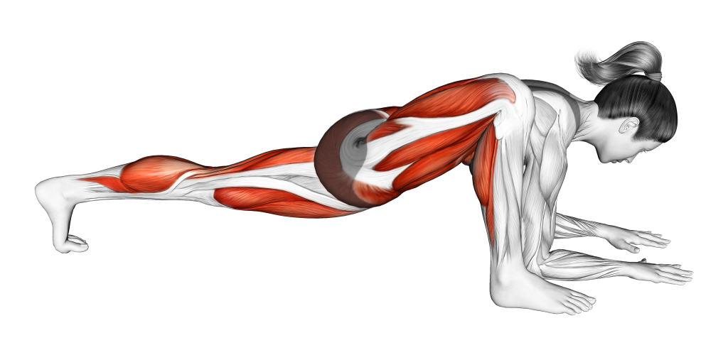 lizard pose stretch muscles