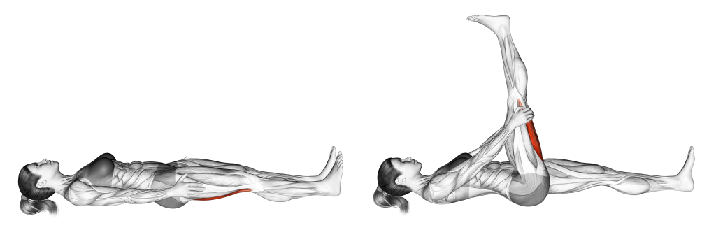lying hamstring stretch muscles