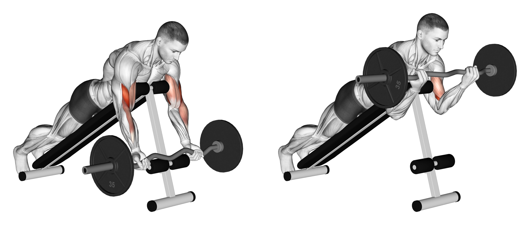 Spider Curl Benefits, Muscles Worked, and More Inspire US