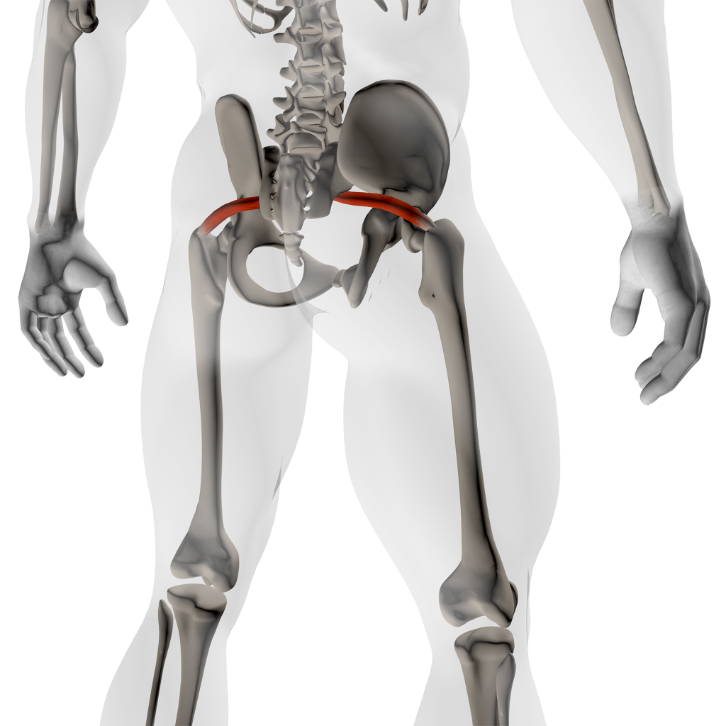 piriformis location