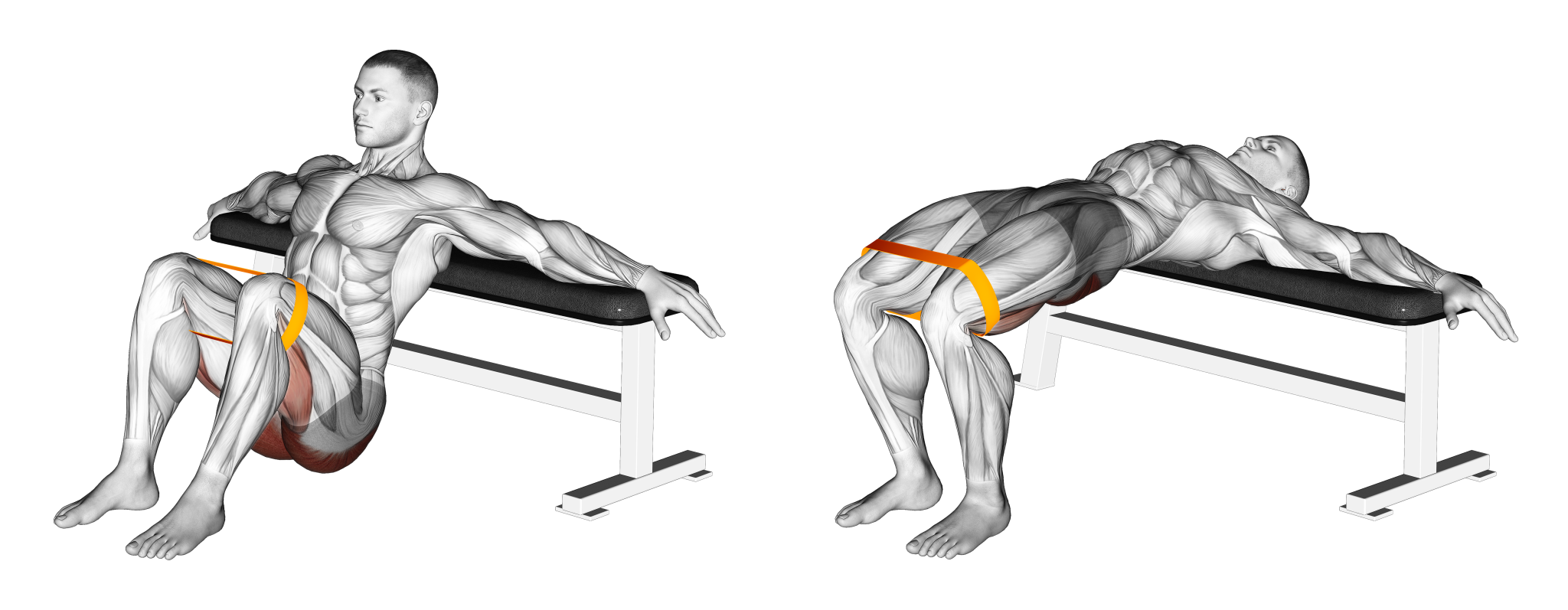 Banded Hip Thrust Benefits, Muscles Worked, and More Inspire US