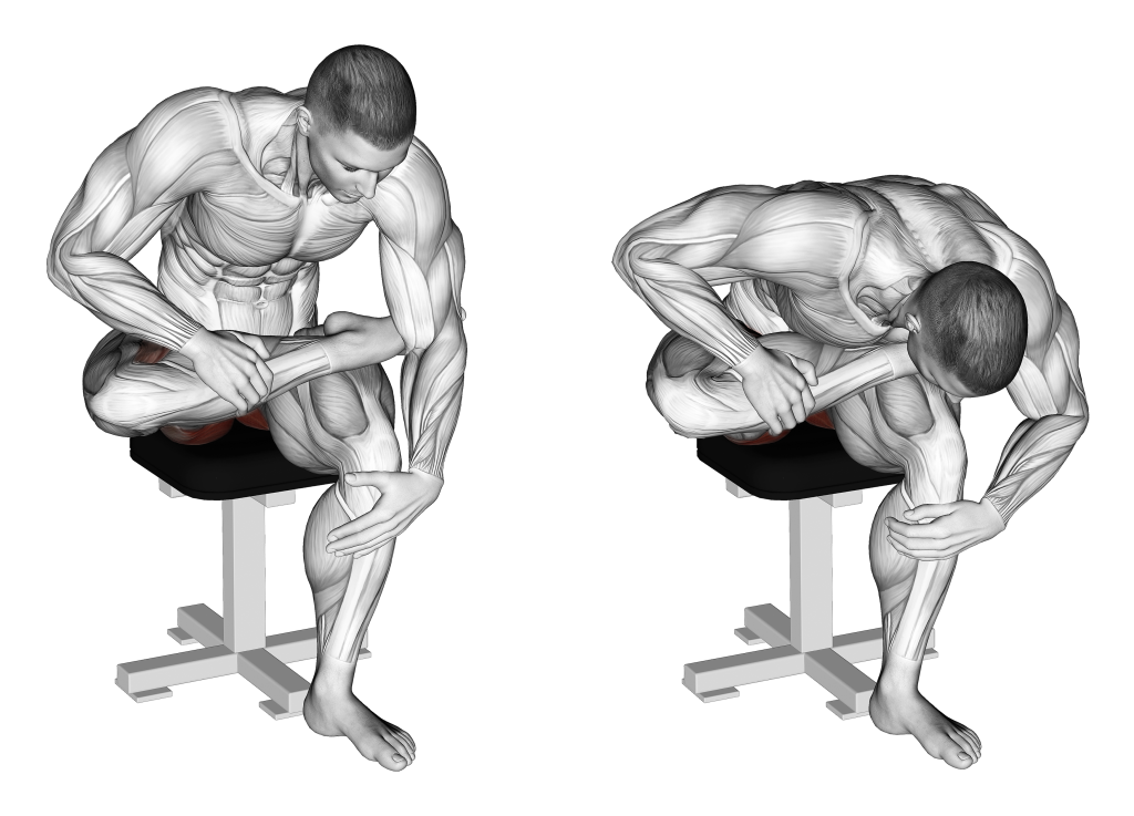 seated piriformis stretch muscles